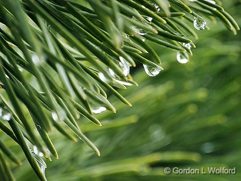 Dripping Pine Needles_DSCF01209.jpg - Photographed at Ottawa, Ontario, Canada.